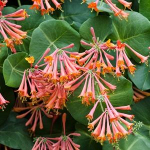 Lonicera sempervirens