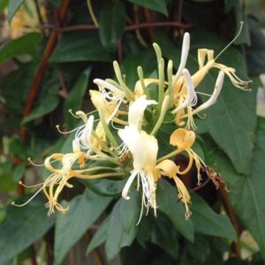Lonicera similis var. delavayi