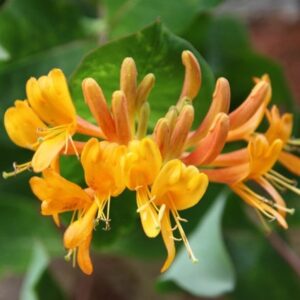 Lonicera × tellmanniana