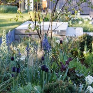 Lucy Willcox's 5 months of spring bulbs bulb collection 5 varieties