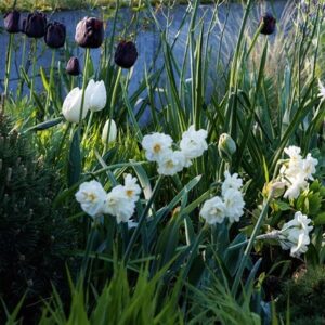 Lucy Willcox's Spring border bulb collection