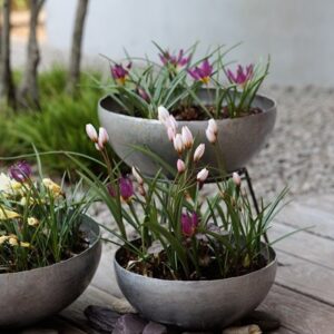 Lucy Willcox's misty mountains miniature bulb collection
