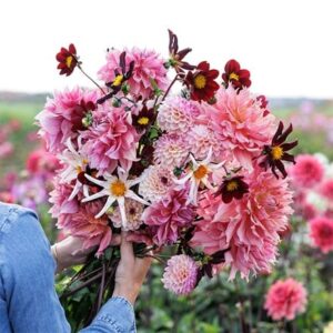 Lucy's border dahlia collection