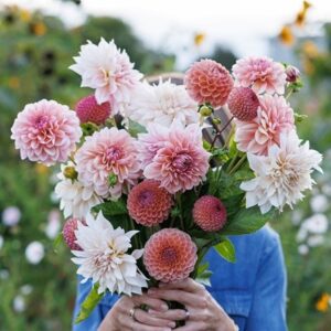 Lucy's go your own way 3 varieties dahlia collection
