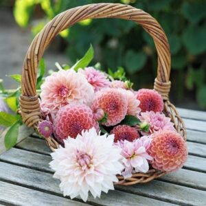 Lucy's go your own way 5 varieties dahlia collection