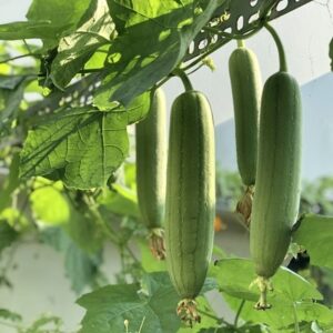 Luffa cylindrica