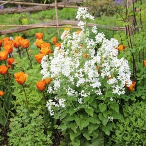 Lunaria annua var. albiflora