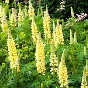 Lupinus Chandelier (Band of Nobles Series)