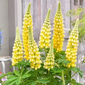 Lupinus Desert Sun (PBR)