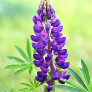 Lupinus Gallery Blue (Gallery Series)