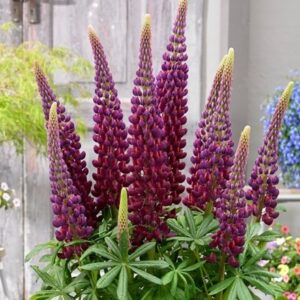 Lupinus Masterpiece (PBR)