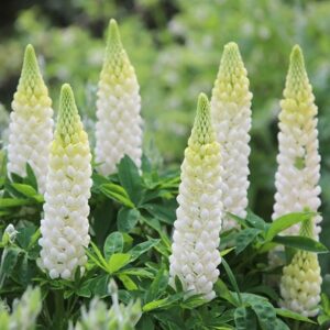 Lupinus Noble Maiden (Band of Nobles Series)