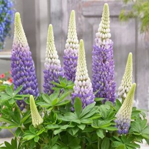 Lupinus Persian Slipper (PBR)