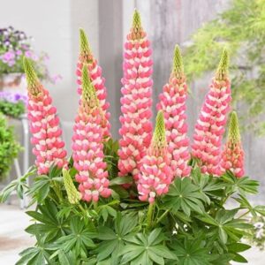Lupinus Rachel de Thame ('Wclradeth') (PBR)