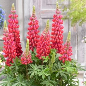 Lupinus Red Rum (PBR)