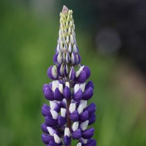 Lupinus The Governor (Band of Nobles Series)