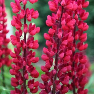 Lupinus The Page (Band of Nobles Series)