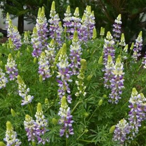 Lupinus arboreus Lavender Spires