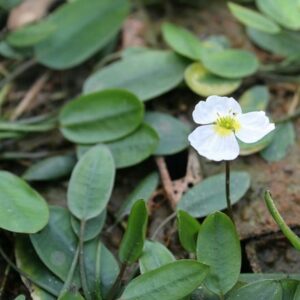 Luronium natans