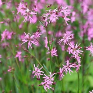 Lychnis flos-cuculi