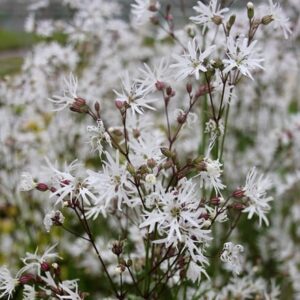 Lychnis flos-cuculi Alba