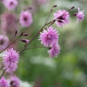 Lychnis flos-cuculi Jenny ('Lychjen')