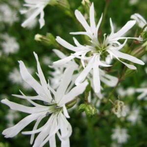 Lychnis flos-cuculi White Robin