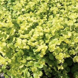 Lysimachia Goldilocks