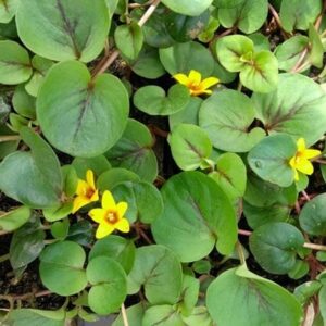 Lysimachia christinae Sunburst