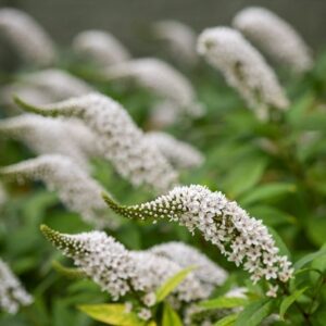 Lysimachia clethroides