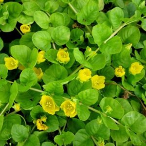 Lysimachia nummularia