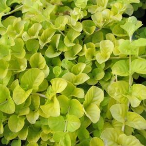 Lysimachia nummularia Aurea