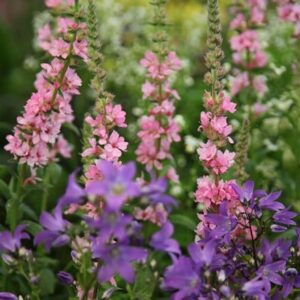 Lythrum and Campanula plant combination