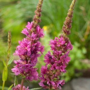 Lythrum salicaria