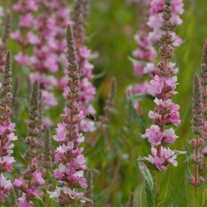 Lythrum salicaria Blush
