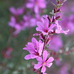 Lythrum virgatum Dropmore Purple