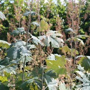 Macleaya microcarpa Kelway's Coral Plume