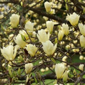 Magnolia Elizabeth