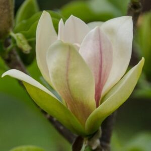 Magnolia Sunsation