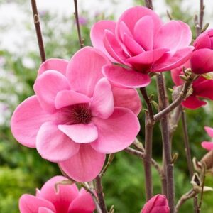 Magnolia Watermelon ('Mgwat2011b') (PBR)