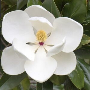 Magnolia grandiflora