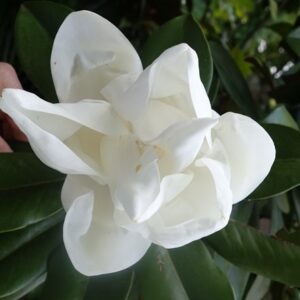 Magnolia grandiflora Exmouth