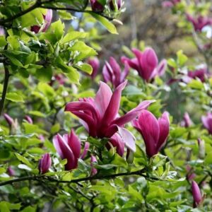 Magnolia liliiflora Nigra
