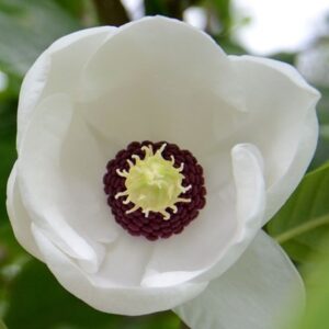 Magnolia sieboldii subsp. sinensis