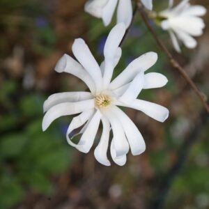 Magnolia stellata
