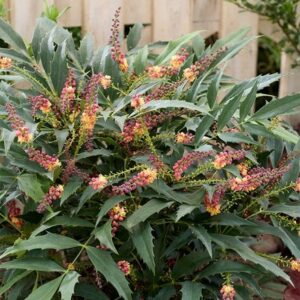 Mahonia Jungle Whisper ® ('BBM9')