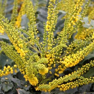 Mahonia × media Winter Sun