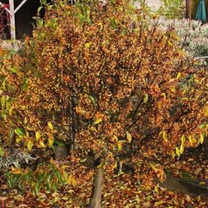 Malus Cinderella ('Cinzam')