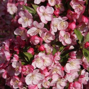 Malus Coralburst ('Coralcole')