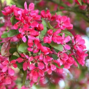 Malus Directeur Moerlands